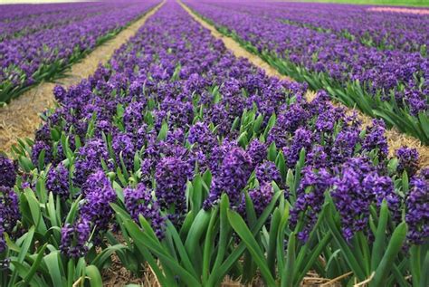 Premium Photo Purple Flowers Growing In Field