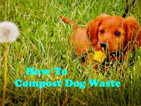 Best Ways to Recycle and Compost Dog Waste for Free - PetHelpful