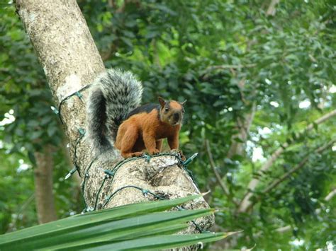 Eichhörnchen Barceló Tambor Montezuma • Holidaycheck Costa Rica