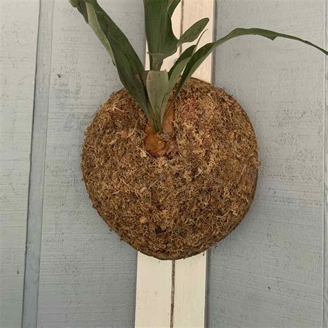 What To Do About Bugs On My Staghorn Fern 🐛