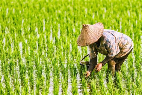 Vietnam Encourages Sustainable Agriculture To Reduce Deforestation