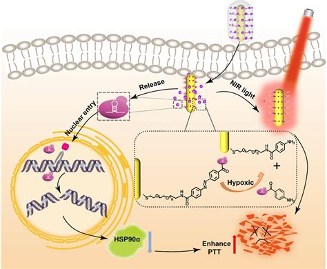 Hypoxiaresponsive Gene Editing To Reduce Tumor Thermal Tolerance For