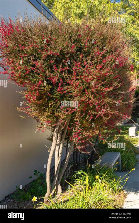 Manuka Leptospermum Scoparium Close Up Hi Res Stock Photography And