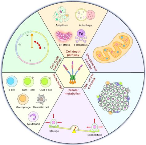 Hsf Is Involved In Multiple Cellular Functions Hsf Is Involved In