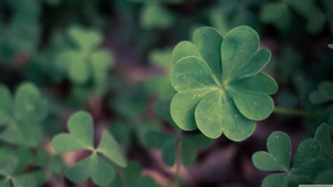 Lucky Wallpapers - Wallpaper Cave