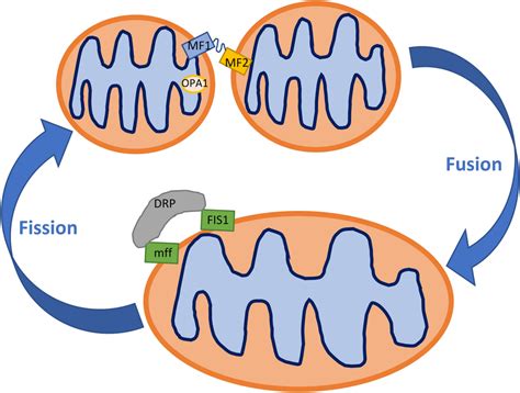 Schema Of Fusionfission Processes In The Mitochondria Mitofusin 12