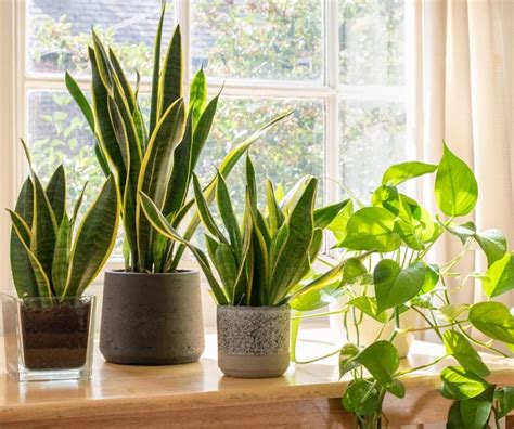 Plantas Que Atraem Sorte E Dinheiro Para Casa