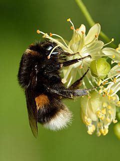 Bombus terrestris - Alchetron, The Free Social Encyclopedia