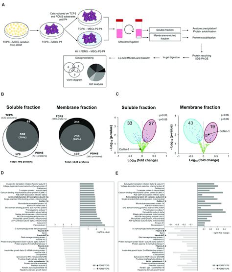 Substrate Stiffness Influences The Proteome Of Hucm Mscs A Download Scientific Diagram