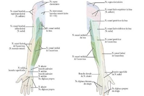 Anatomie du faisceau médial et de ses branches Dr Patrick Houvet