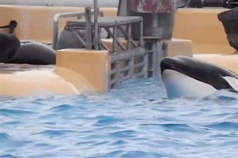 Horrific injuries of SeaWorld trainer killed by orca exposed - upcoming ...