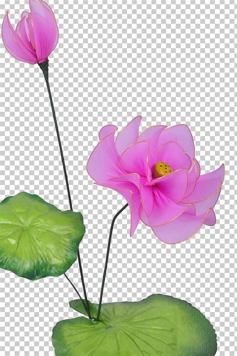 China Nelumbo Nucifera Pink PNG Clipart Aquatic Plant China Unicom