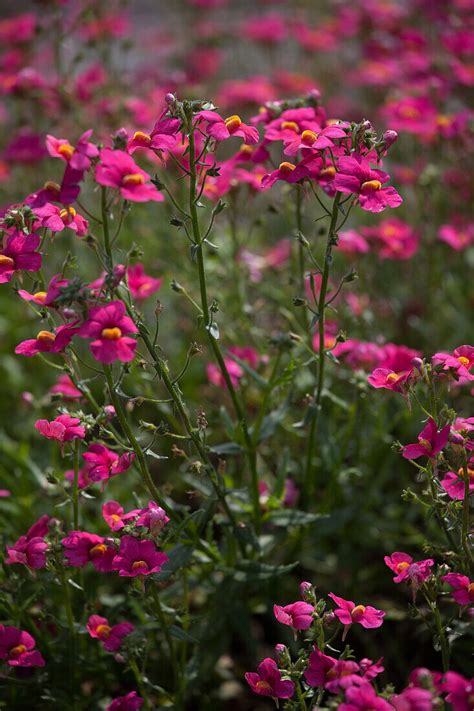Nemesia hybrida Sunsatia plus Ciruela – Bild kaufen – 14033492 Image ...