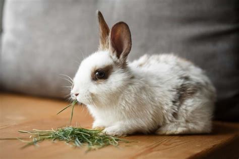 Rabbit Feeding Guide: What & How Much to Feed Your Bunnies