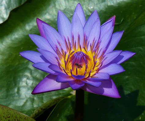 National Flower Of Paraguay Blue Passion Flower Paraguay National