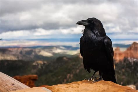 Crows Vs Ravens | What are the differences, How to identify them?