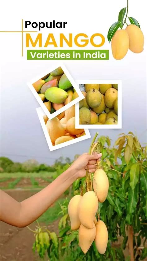 Mango Varieties In India Types Of Mangoes