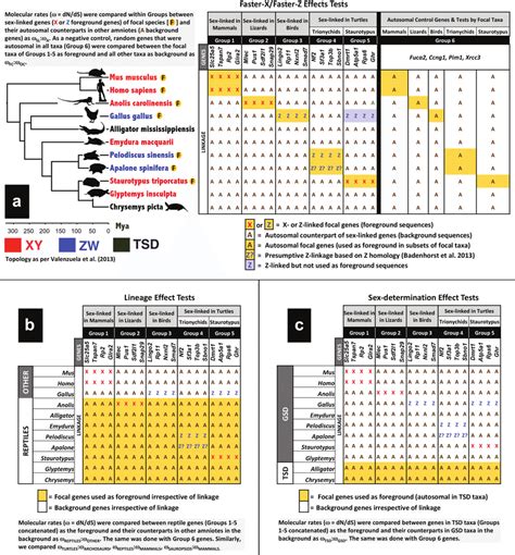 A Phylogenetic Relationships Among Selected Vertebrates Their Download Scientific Diagram