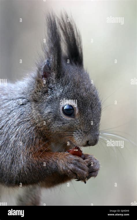 teeth rodent skin Stock Photo - Alamy