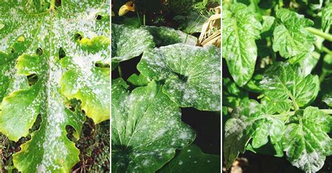 Powdery Mildew Cause Identification Prevention And Treatment