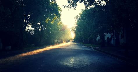 Free Images Tree Nature Forest Light Sun Fog Sunrise Road