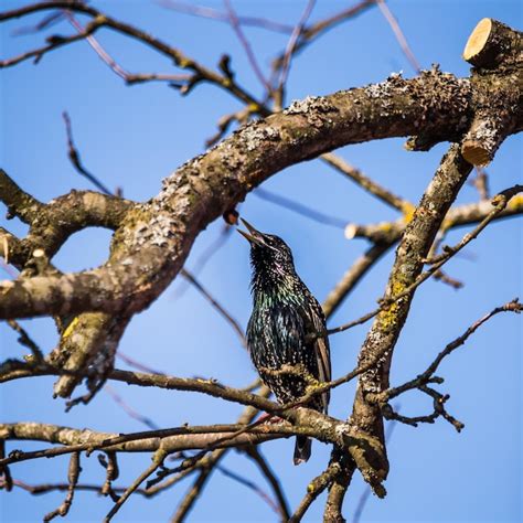 Premium Photo | A beautiful common starling nesting in the garden starling singing and nesting ...