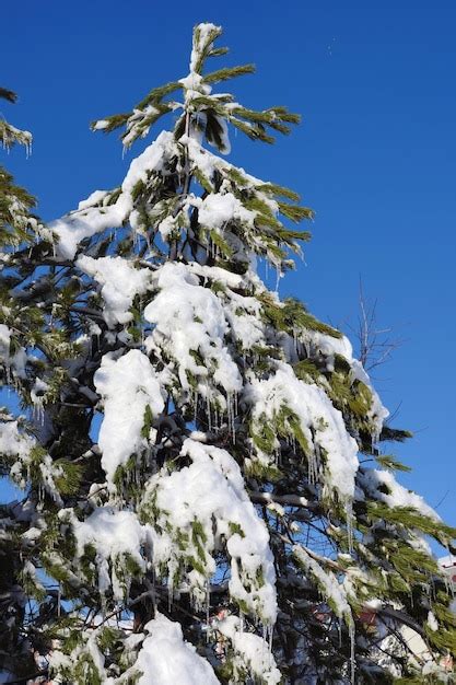 La Neige Est Tomb E Sur Les Pins Les Flaques De Neige Sur Les Arbres