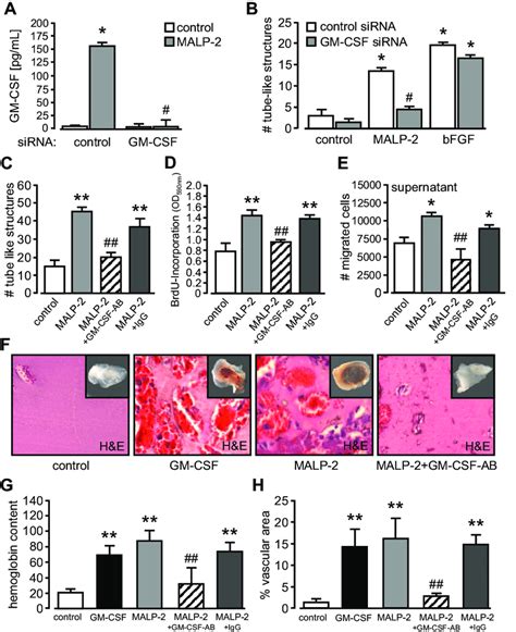 Blockade Of Gm Csf Inhibits Malp 2induced Angiogenesis A Gm Csf Download Scientific Diagram