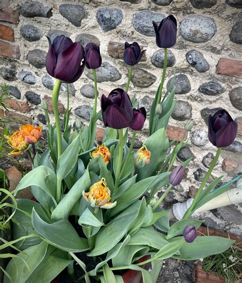 Norfolk Contemporary... - Norfolk Contemporary Craft Society