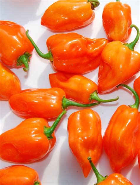 Habanero Hot Pepper Sunny View Seeds Buy Seeds Bulbs Fertilizers