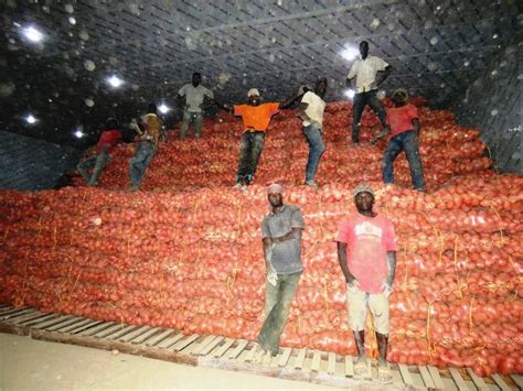 Culture de la pomme de terre à Sikasso Sud La semence et lengrais