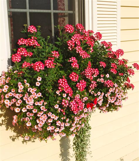 Window Box with Verbena & Petunia Flowers