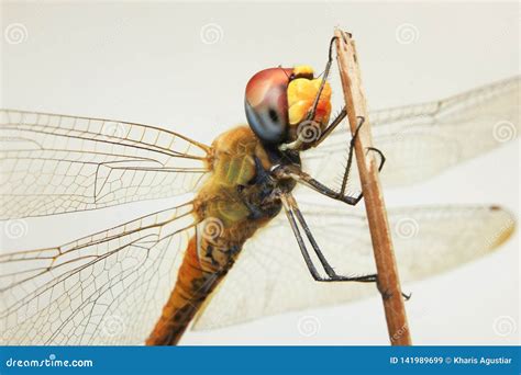 Dragonfly closeup stock image. Image of garden, closeup - 141989699