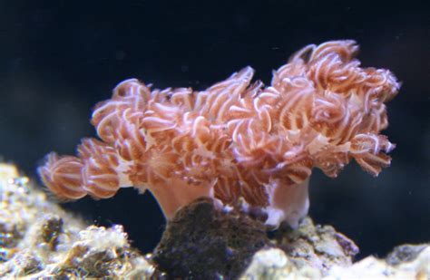 10 Best Beginner Corals You Don’t Have To Be Rich To Stock A Reef Tank Bulk Reef Supply