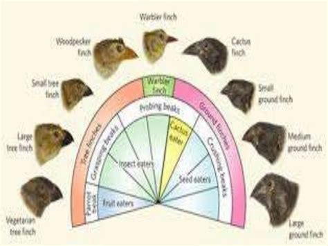 Biologi evolusi