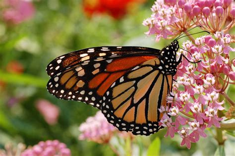 Insects Butterflies Monarch Butterfly Hd Wallpaper Rare Gallery