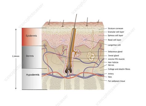 Human Epidermal Cells Diagram