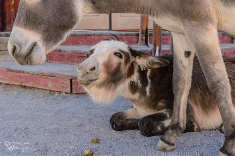 Oatman, Arizona Burros - Tales from the Backroad