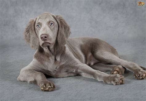 Weimaraner Dog Breed Information Buying Advice Photos And Facts