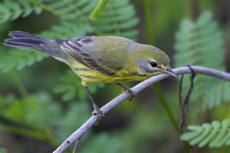 Details Prairie Warbler Birdguides