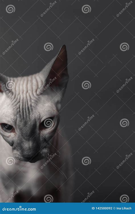 Grey Sphynx Cat stock photo. Image of skin, home, background - 142500092