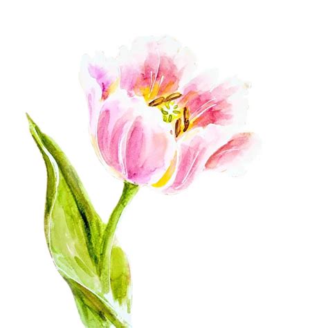 Pink Tulips Watercolor Stock Photos Royalty Free Pink Tulips