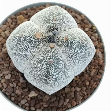 Astrophytum Myriostigma Cv Onzuka Quadricostatum V Type 14 Cm