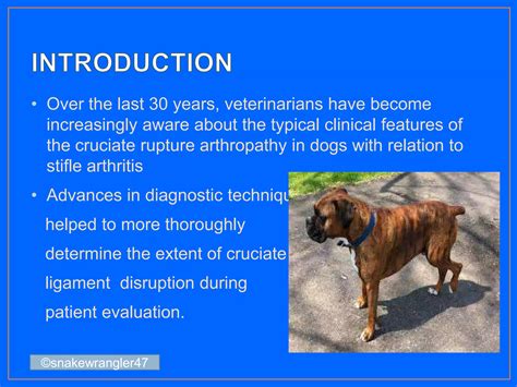 Management of ruptured cruciate ligament in dogs | PPT