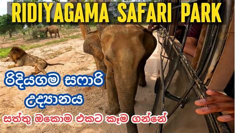 Ridiyagama Safari Park In Sri Lanka එළිමහන් සෆාරි උද්‍යානය Day 6