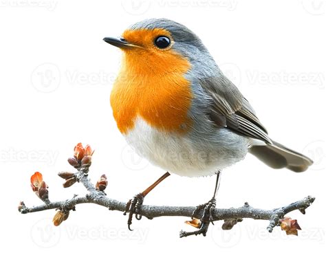 European robin bird on branch on transparent background 56768203 PNG