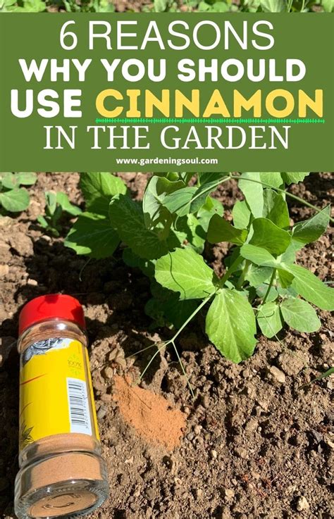 6 Reasons Why You Should Use Cinnamon In The Garden