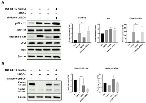 IJMS Free Full Text Urine Derived Stem Cell Secreted Klotho Plays A