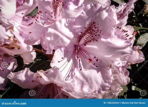 Soft Colors and Details of Rhododendron Flowers Stock Photo - Image of ...