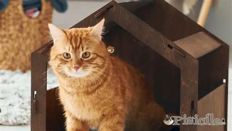 Combien de temps vous pouvez laisser le chat seul à la maison et